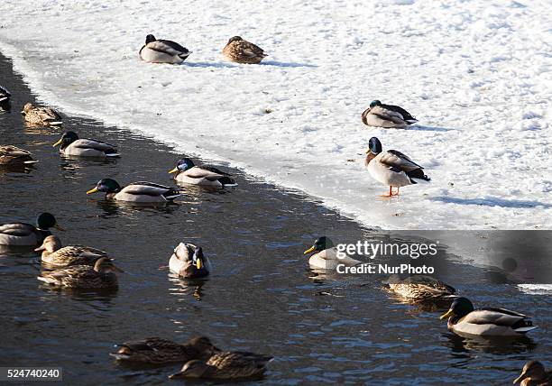 Ducks swim on unfrozen part of the lake in the Lazienki Park in Warsaw, 16 January Poland