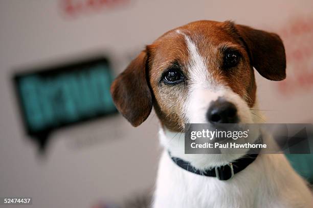 Celebrity guest Enzo, aka "Eddie" from Frasier, poses for a photo during the Bravo casting call for "Showdog Moms & Dads" at the NBC Experience store...