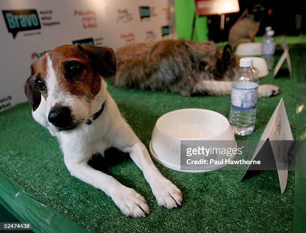 Celebrity guest Enzo, aka "Eddie" from Frasier, poses for a photo during the Bravo casting call for "Showdog Moms & Dads" at the NBC Experience store...