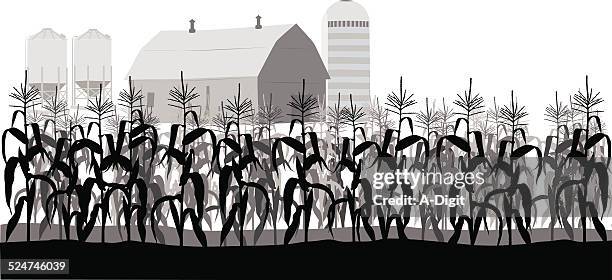 chilliwackcorn - chilliwack farm stock illustrations