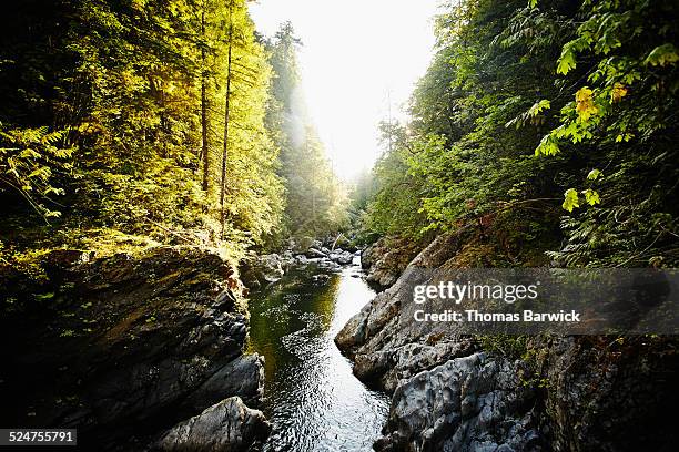 view of river in woods on summer evening - noroeste pacífico de los estados unidos fotografías e imágenes de stock