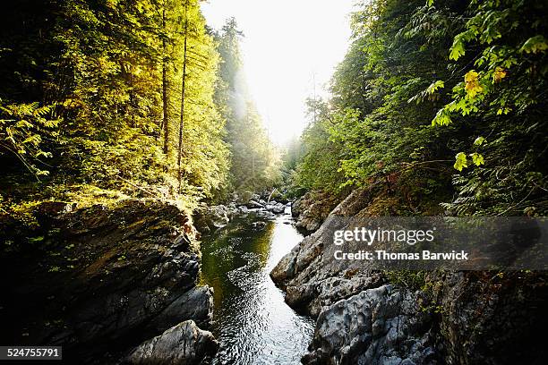 view of river in woods on summer evening - off the beaten path foto e immagini stock
