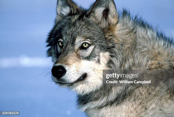 Yellowstone wolf watches biologists after being tranquilized and fitted with a radio collar during wolf collaring operations in Yellowstone National...