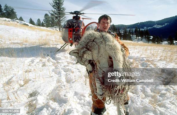 A Wolf Rapping Wolf Trapping Photos and Premium High Res Pictures - Getty Images