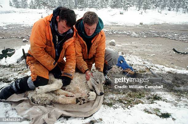 Members of a helicopter net gun trapping team use nets shot from a helicopter to capture and place radio collars on wolves in Yellowstone National...