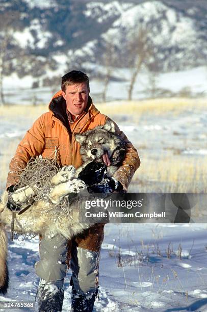 A Wolf Rapping Wolf Team Photos and Premium High Res Pictures - Getty Images