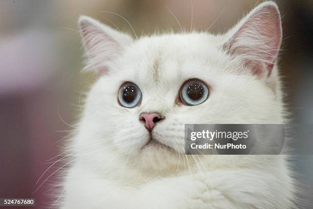 February 2016 - On Sunday a cat show with several thousand visitors took place at the newly built Zielony Arkady shopping mall. On February 17th in...