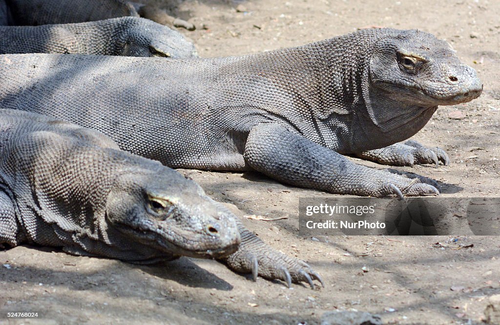 Daily Life of Komodo Dragon in Indonesia