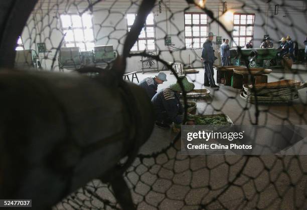 Inmates process tea leaves at a workroom of Yongchuan Prison on March 24, 2005 in Chongqing Municipality, China. China has carried out prison reform...