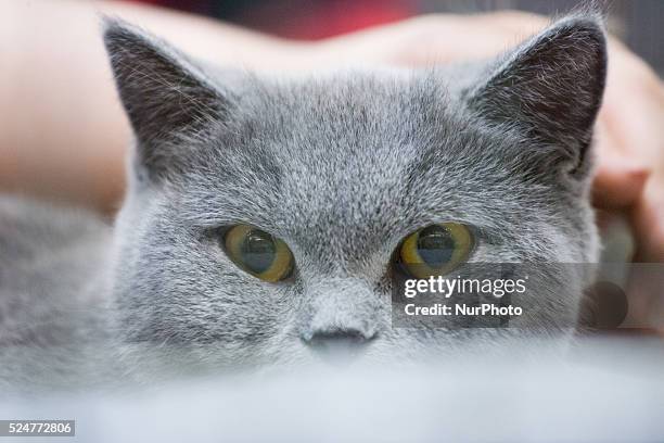 February 2016 - On Sunday a cat show with several thousand visitors took place at the newly built Zielony Arkady shopping mall. On February 17th in...