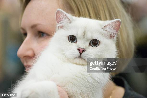 February 2016 - On Sunday a cat show with several thousand visitors took place at the newly built Zielony Arkady shopping mall. On February 17th in...