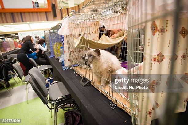 February 2016 - On Sunday a cat show with several thousand visitors took place at the newly built Zielony Arkady shopping mall. On February 17th in...