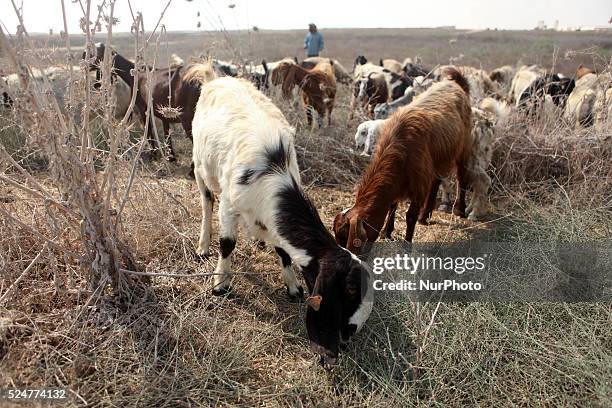 Palestinian Bedouin man who takes care of sheep near clashes with Israeli troops near the Israeli border fence in northeast Gaza October 10, 2015....