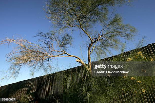 Palo Verde tree, native to this desert region, blooms on the Mexico side of the U.S.-Mexico border fence to cross into the United States on March 25,...