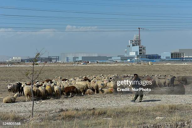 Man looks after his flock of sheep near the road during the third stage of 52nd Presidential Tour of Turkey 2016, Aksaray Konya Stage . On Tuesday,...