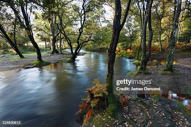ober water. - new forest hampshire stock pictures, royalty-free photos & images