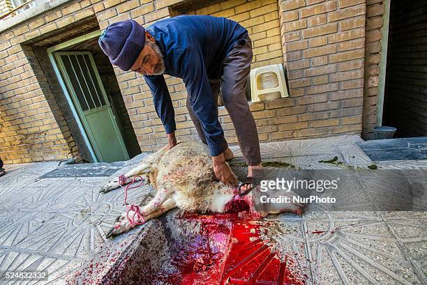Killing of sacred sheep called Qurbani for celebration Eid-e qorban in the house of Yazd in Iran