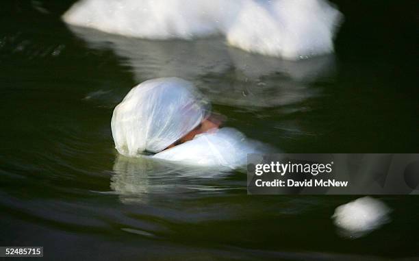 Man wears a white plastic bag on his head to better resemble industrial pollution foam in the New River, reportedly the most polluted river in the...