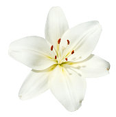 white flower Lilium candidum isolated