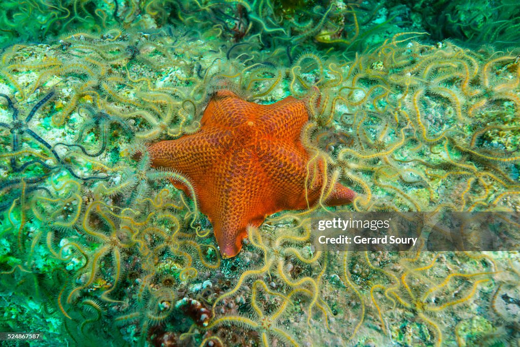 BAT STARFISH AMONG Ophiurida