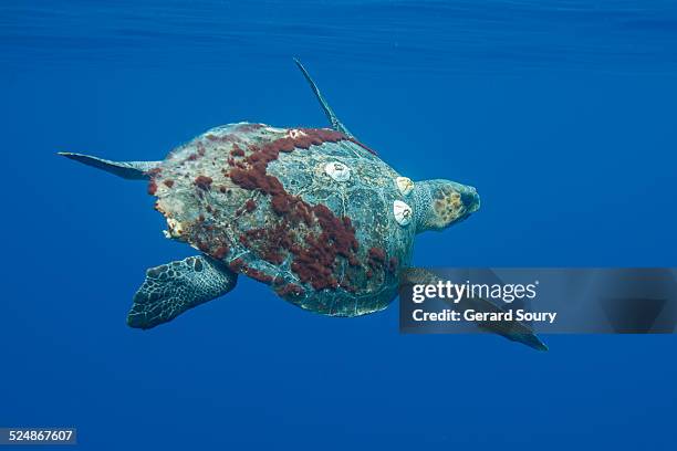 a olive ridley's turtle swimming below the surface - pacific ridley turtle stock pictures, royalty-free photos & images