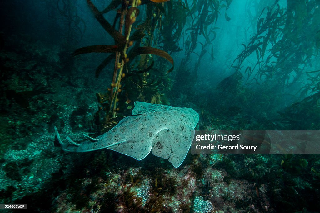PACIFIC ANGEL SHARK SWIMMING AMONG THE KELPS