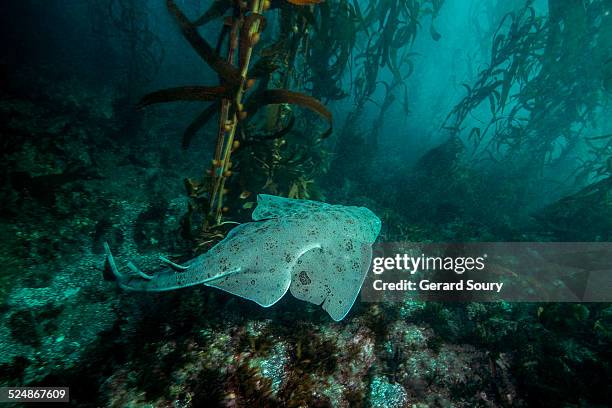pacific angel shark swimming among the kelps - pacific angel shark stock pictures, royalty-free photos & images