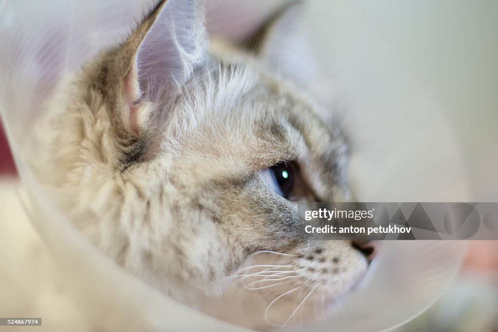 Beautiful white cat, breed Siberian Neva Masquerade  in a plastic collar