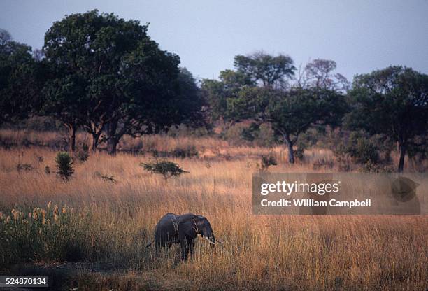 "Survivor," the first elephant in North Luangwa National Park to visit Mark and Delia Owens' camp after years of poaching had made elephants hide...