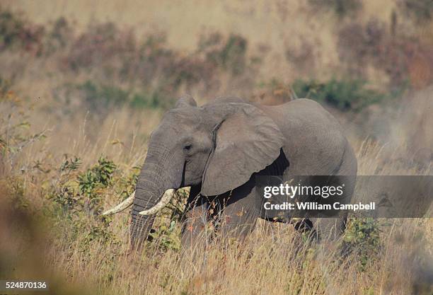 "Survivor," the first elephant in North Luangwa National Park to visit Mark and Delia Owens' camp after years of poaching had made elephants hide...