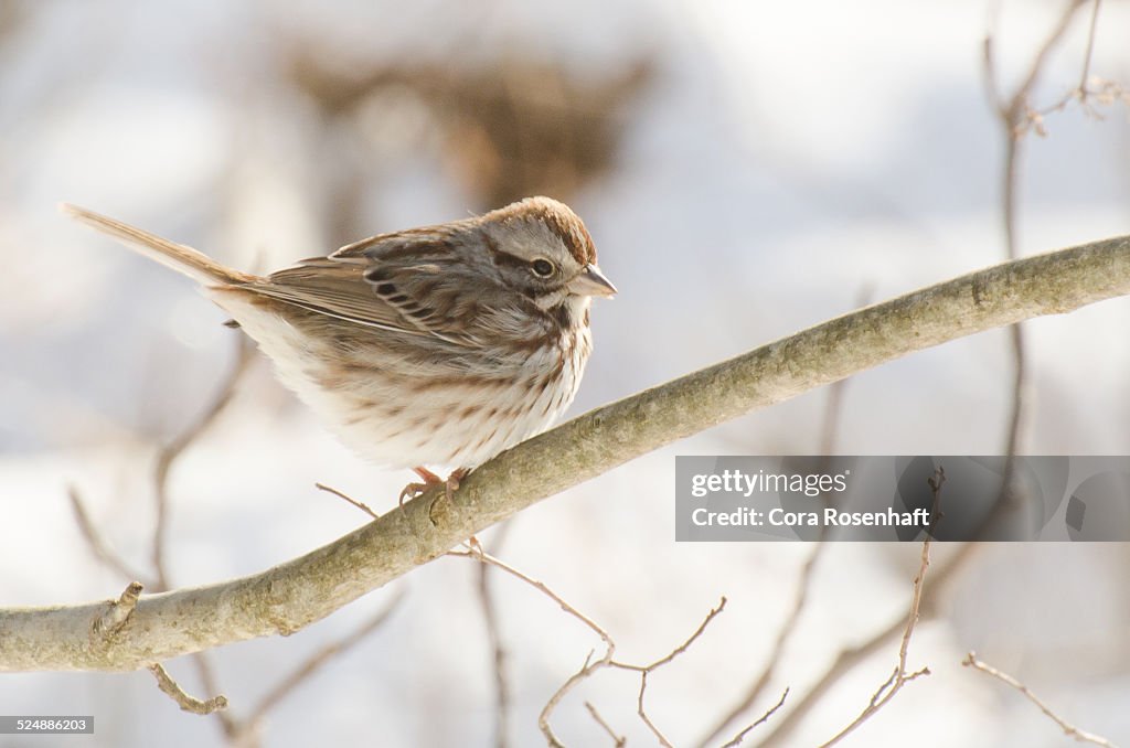 Sparrow in Winter