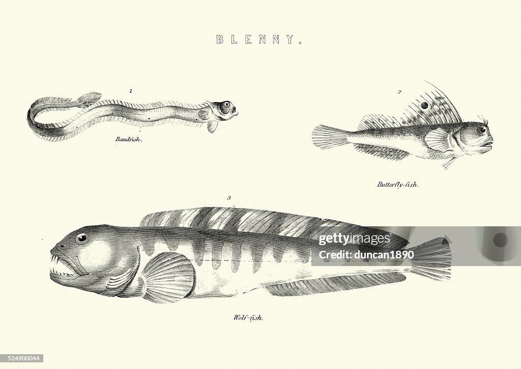 Natural History - Bandfish, Butterfly-fish, Wolf-fish