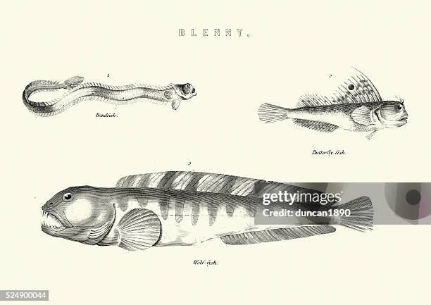Natural History Bandfish Butterflyfish Wolffish High-Res Vector Graphic