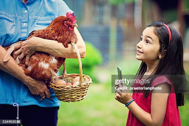 farm mädchen - chicken decoration stock-fotos und bilder