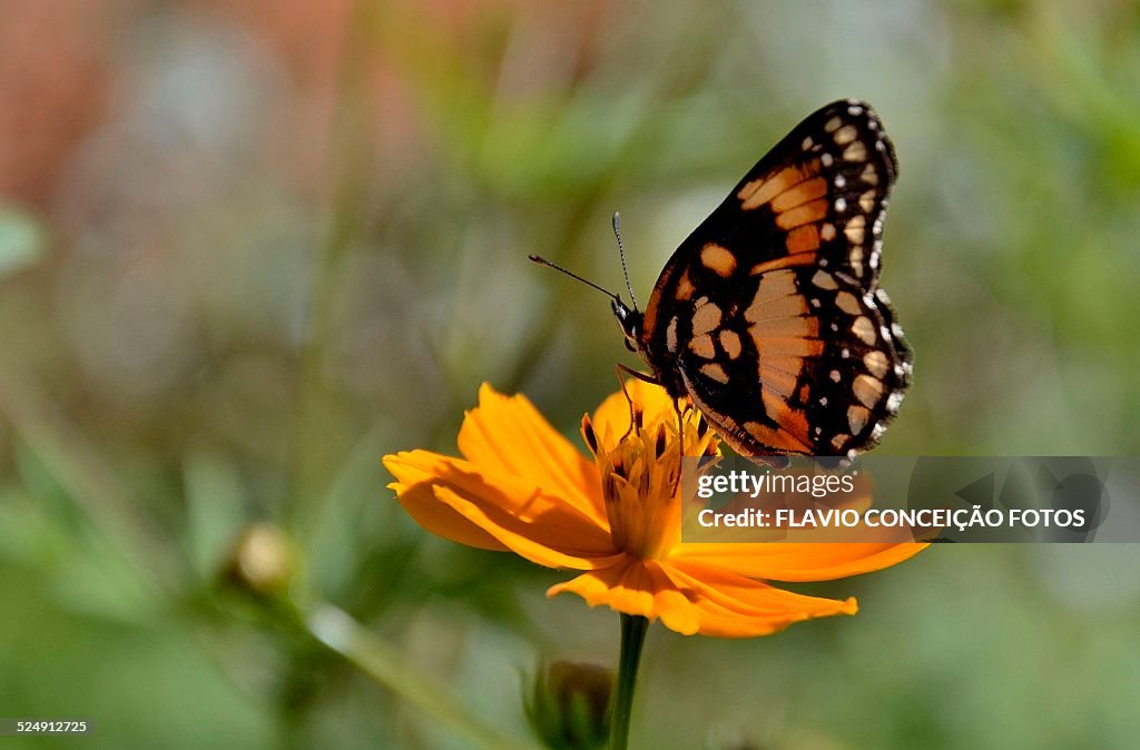 Butterfly on yellow flower.