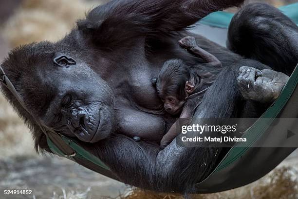 Shinda, a wester lowland gorilla, holds her five-day-old baby in its enclosure at Prague Zoo on April 27, 2016 in Prague, Czech Republic. According...