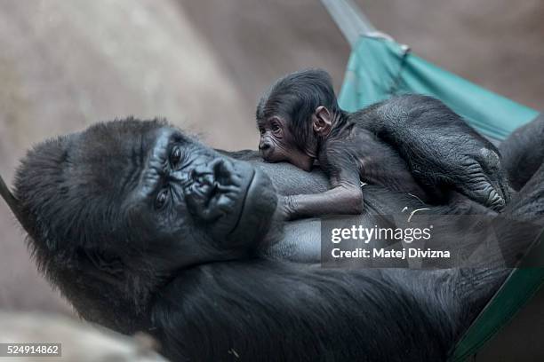 Shinda, a wester lowland gorilla, holds her five-day-old baby in its enclosure at Prague Zoo on April 27, 2016 in Prague, Czech Republic. According...