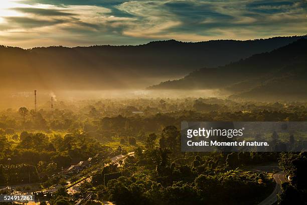 nature after the rain - khao yai national park stock pictures, royalty-free photos & images