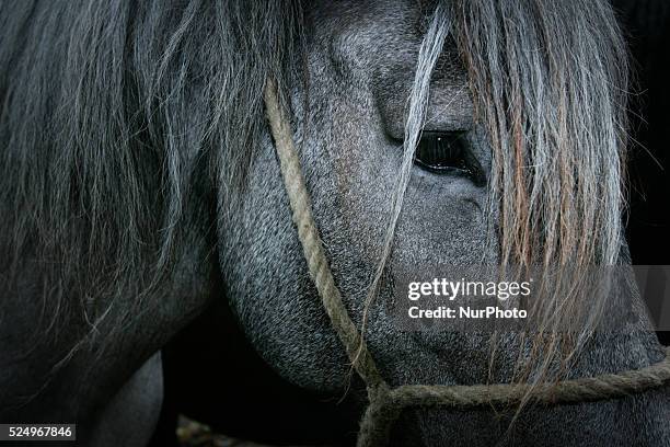 Horse dealers and their sticks used to keep the animals in place and calm. Every year on the 28th of July a horse market is held. The market...