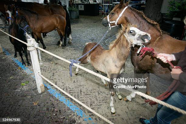 Horse dealers and their sticks used to keep the animals in place and calm. Every year on the 28th of July a horse market is held. The market...
