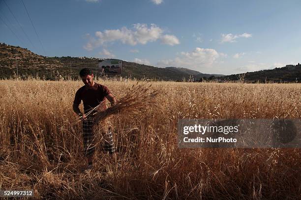 Man harvesting the wheat in his family land in Assawyeh, Nablus city of the West Bank on May 31, 2015. Nablus city, northern of the Palestinian...