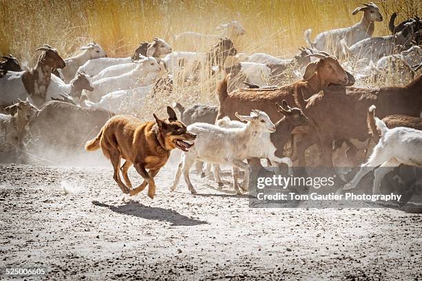 Goat Run In Goat Run Photos and Premium High Res Pictures - Getty Images