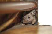 Mouse peeking out of the hole