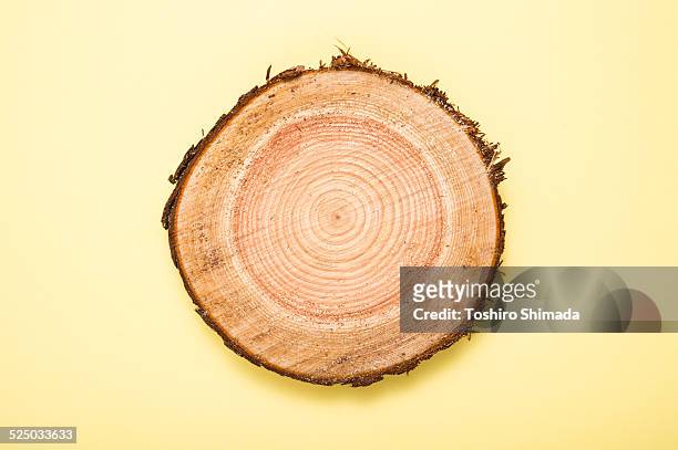 a stump on the yellow background - cryptomeria japonica stock pictures, royalty-free photos & images