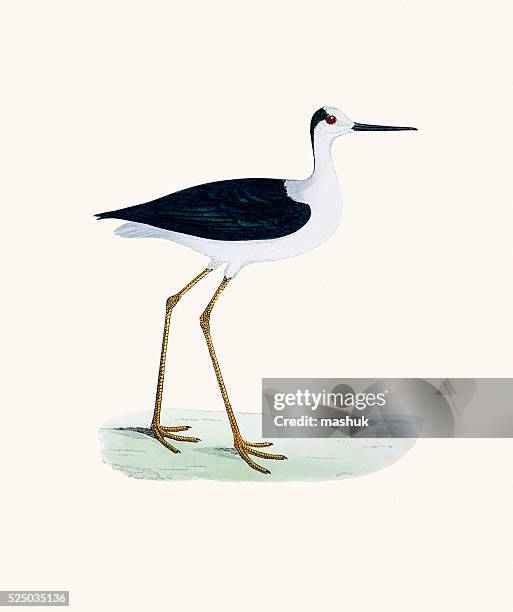 stockillustraties, clipart, cartoons en iconen met stilt bird 19 century illustration - steltkluut