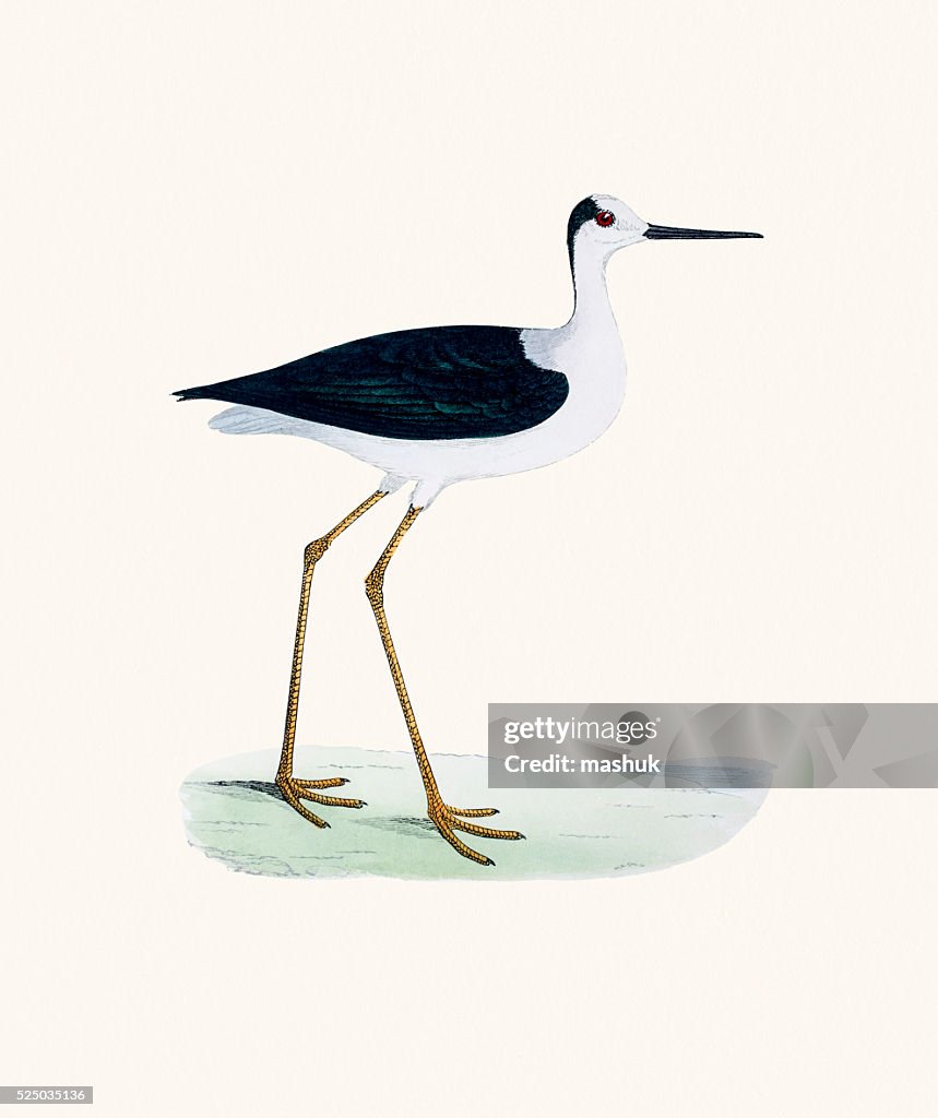 Stilt bird 19 century illustration