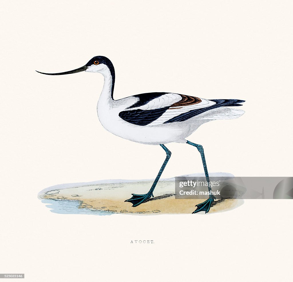Avocet bird 19 century illustration
