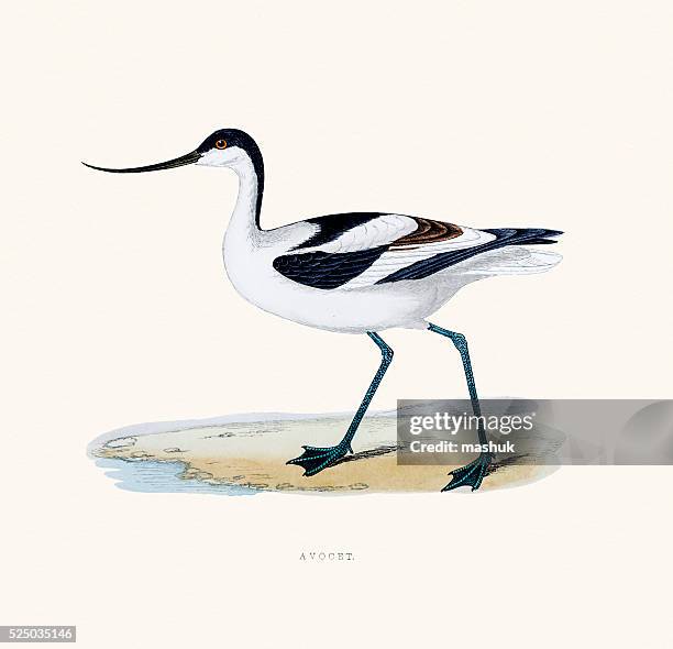 avocet bird 19 century illustration - american-avocet stock illustrations