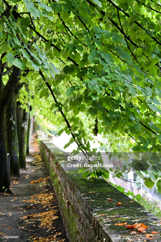Line of trees and low wall with wet leaves