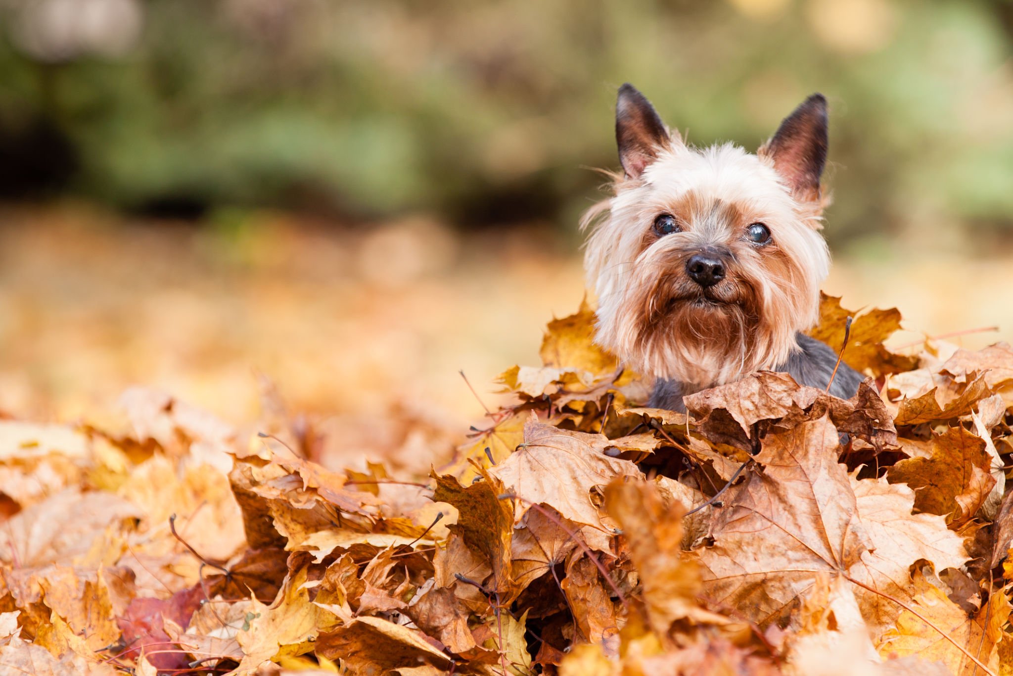 yorkie fall